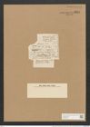 Berkeleya rutilans var. crinoidea (Harv.) Grun. (de-Toni-Nr.: Genus 21, Species 1218) Zeichnungen Sammlung Grunow Nr. 2344 (NHMW-BOT-W0369473)